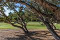 25520 Via Malpaso (Lot 92) thumbnail photo #5