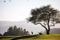 24 Tehama (Lot 10) thumbnail photo #13
