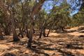 7735 Paseo Venado (Lot 82) thumbnail photo #5