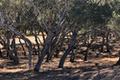 7735 Paseo Venado (Lot 82) thumbnail photo #6