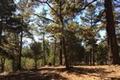 7 Acres - 3940 Via Mar Monte thumbnail photo #4