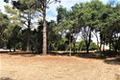 7830 Monterra Oaks Road (Lot 104)