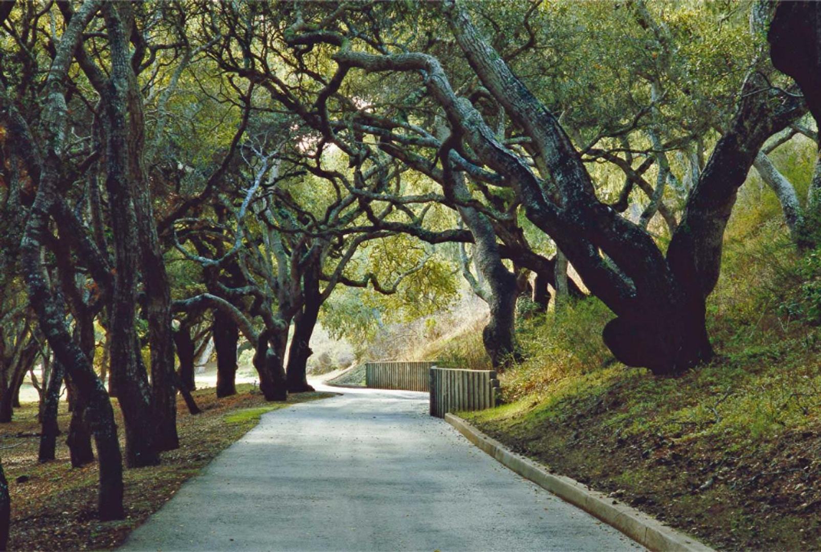 25540 Via Malpaso (Lot 91 Tehama) photo #8