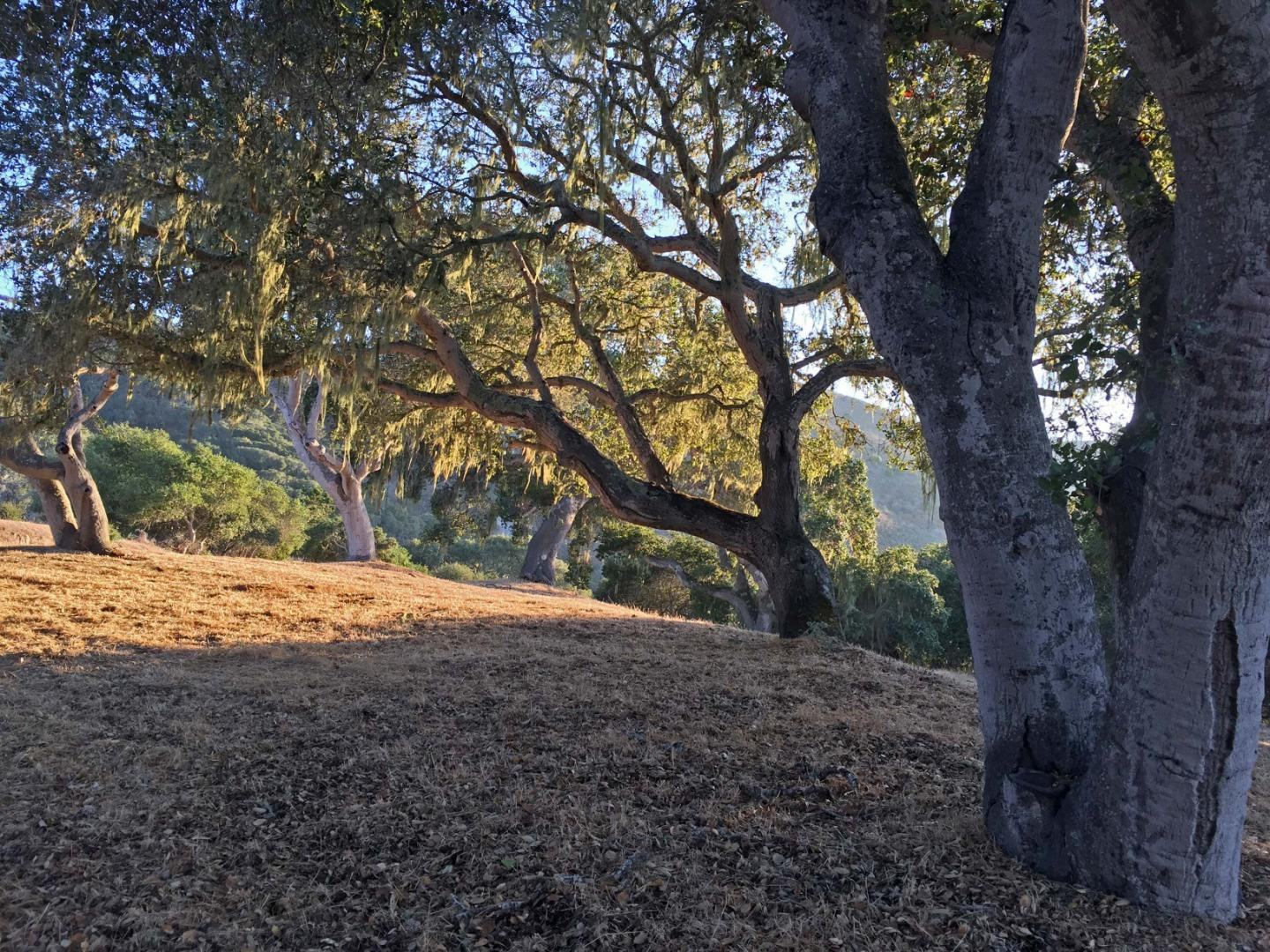 8345 Vista Monterra (Lot 151) photo #3