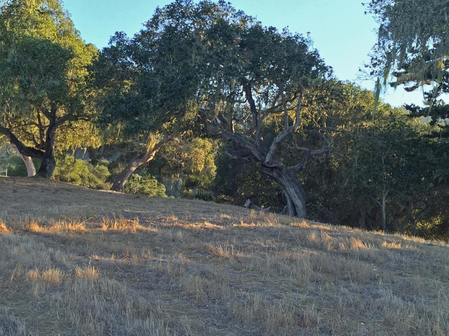 8345 Vista Monterra (Lot 151) photo #13
