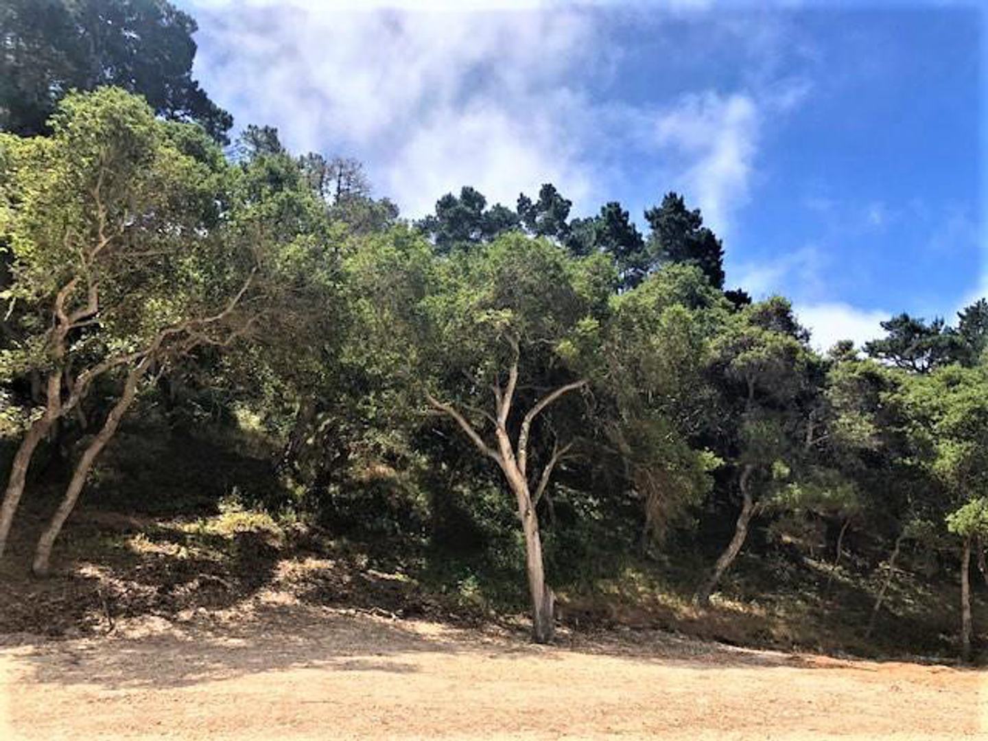 7830 Monterra Oaks Road (Lot 104) photo #2