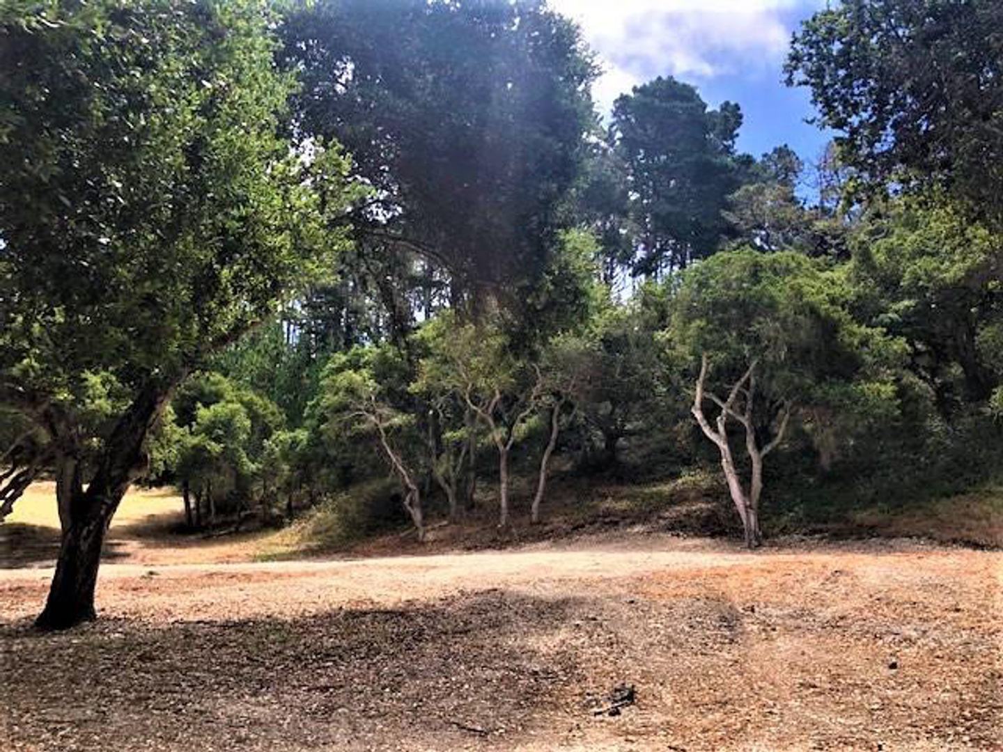 7830 Monterra Oaks Road (Lot 104) photo #3