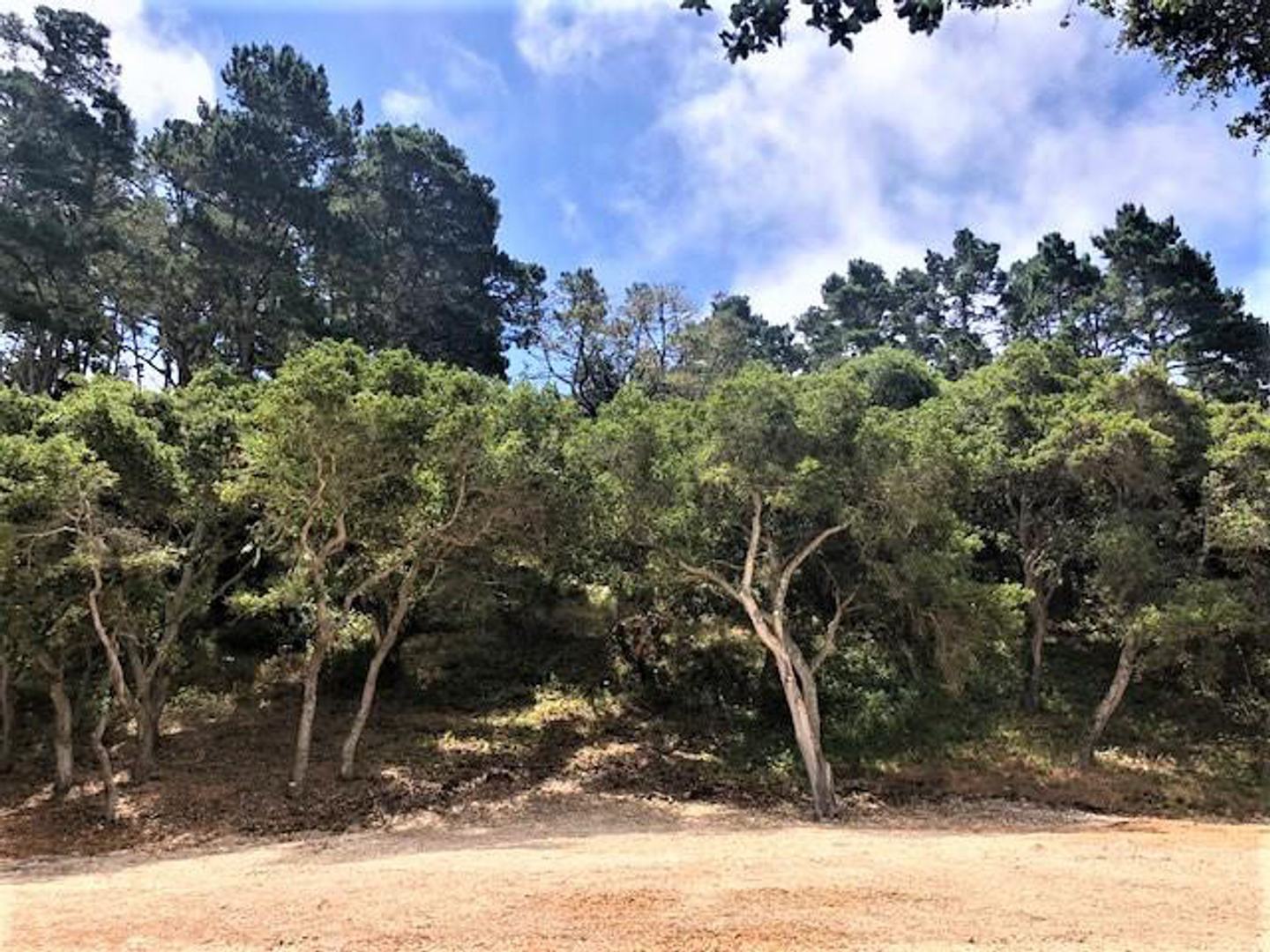 7830 Monterra Oaks Road (Lot 104) photo #4