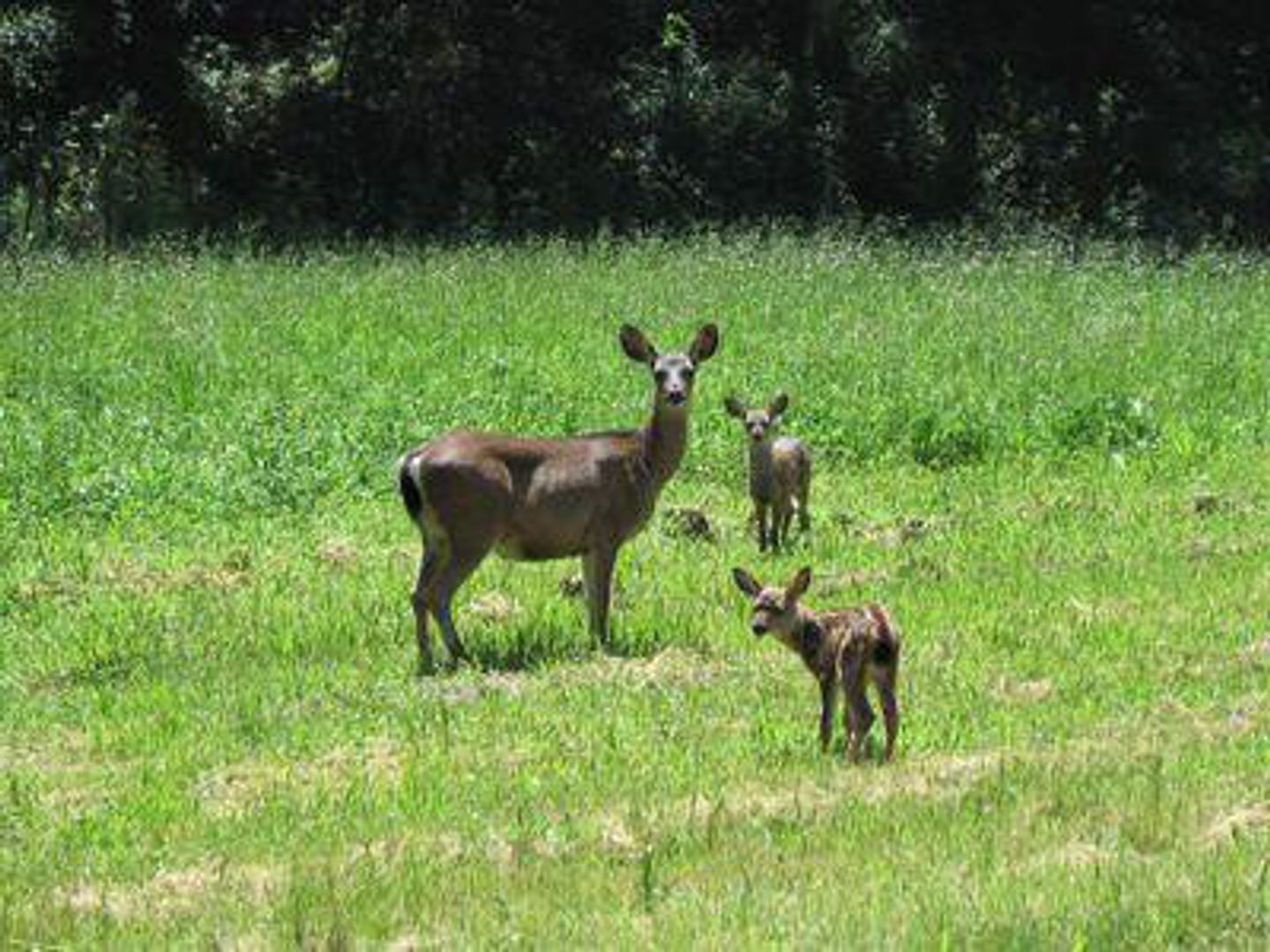 7599 Paseo Vista (Lot 75) photo #8