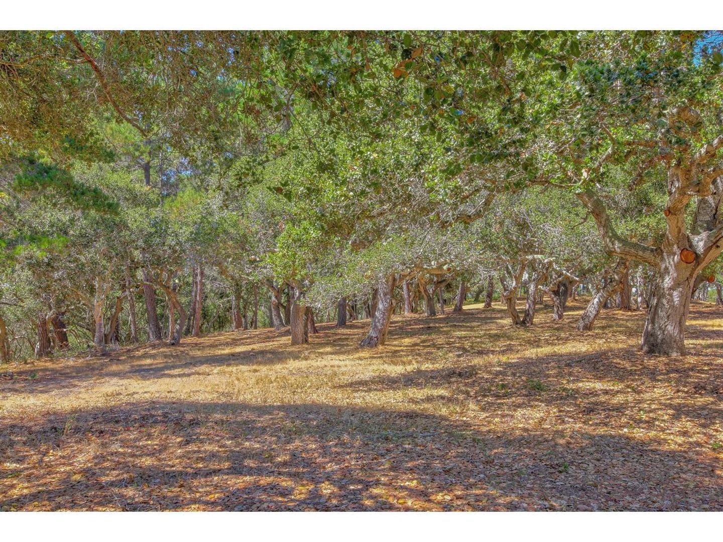 25600 Via Malpaso ( Lot 84) photo #6