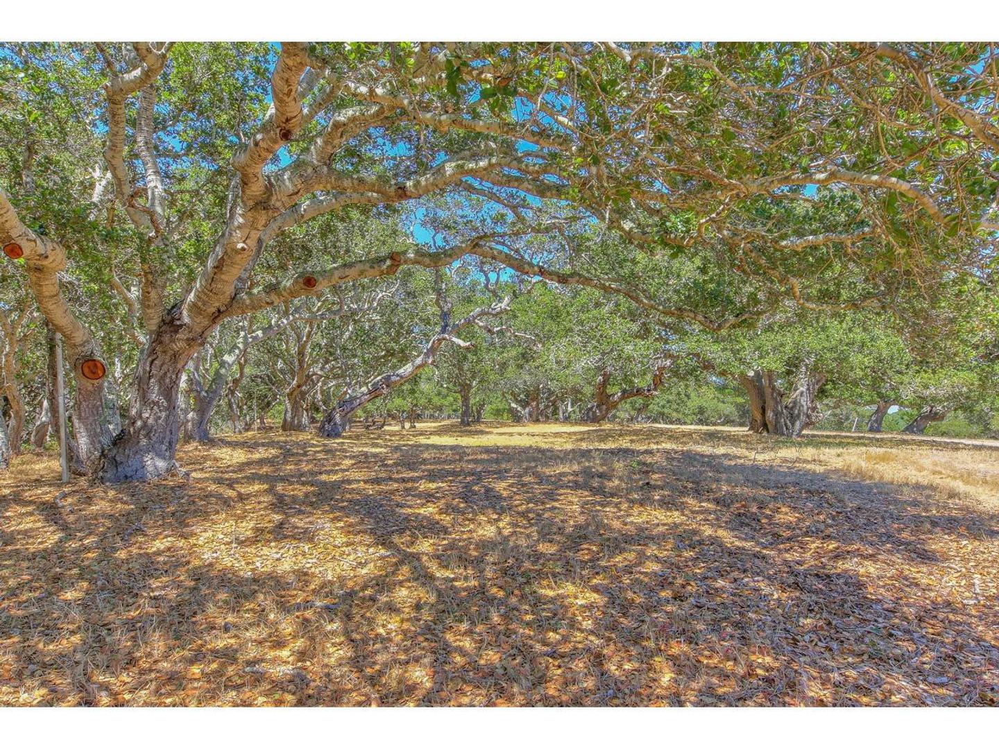 25600 Via Malpaso ( Lot 84) photo #16