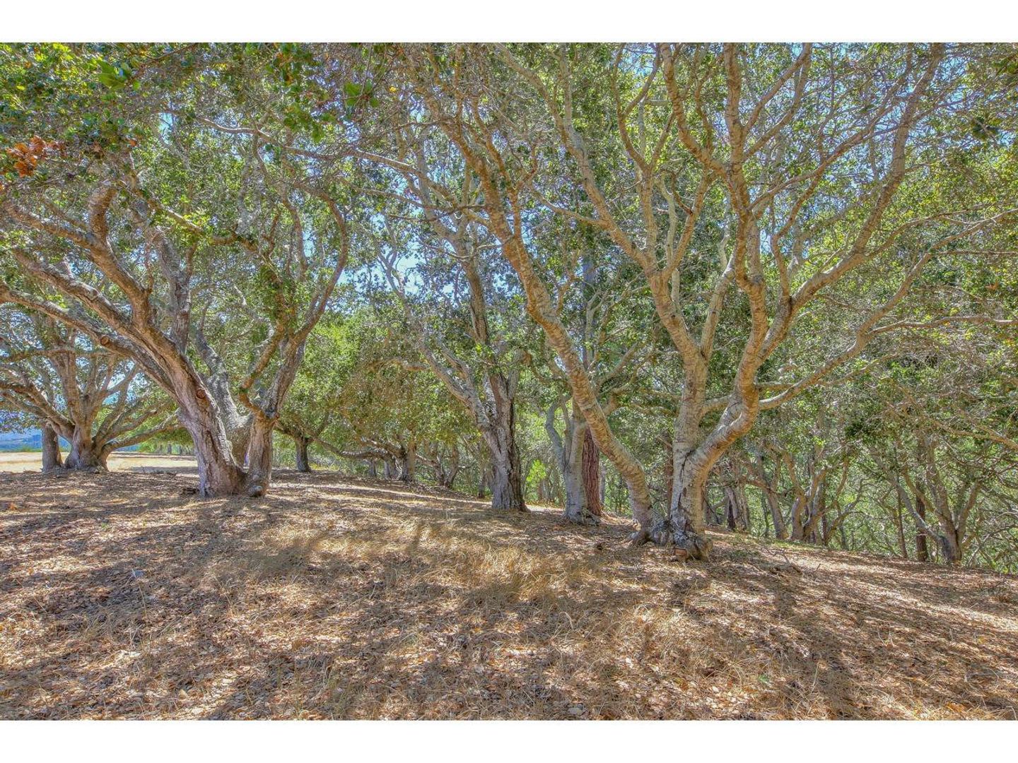 25600 Via Malpaso ( Lot 84) photo #17