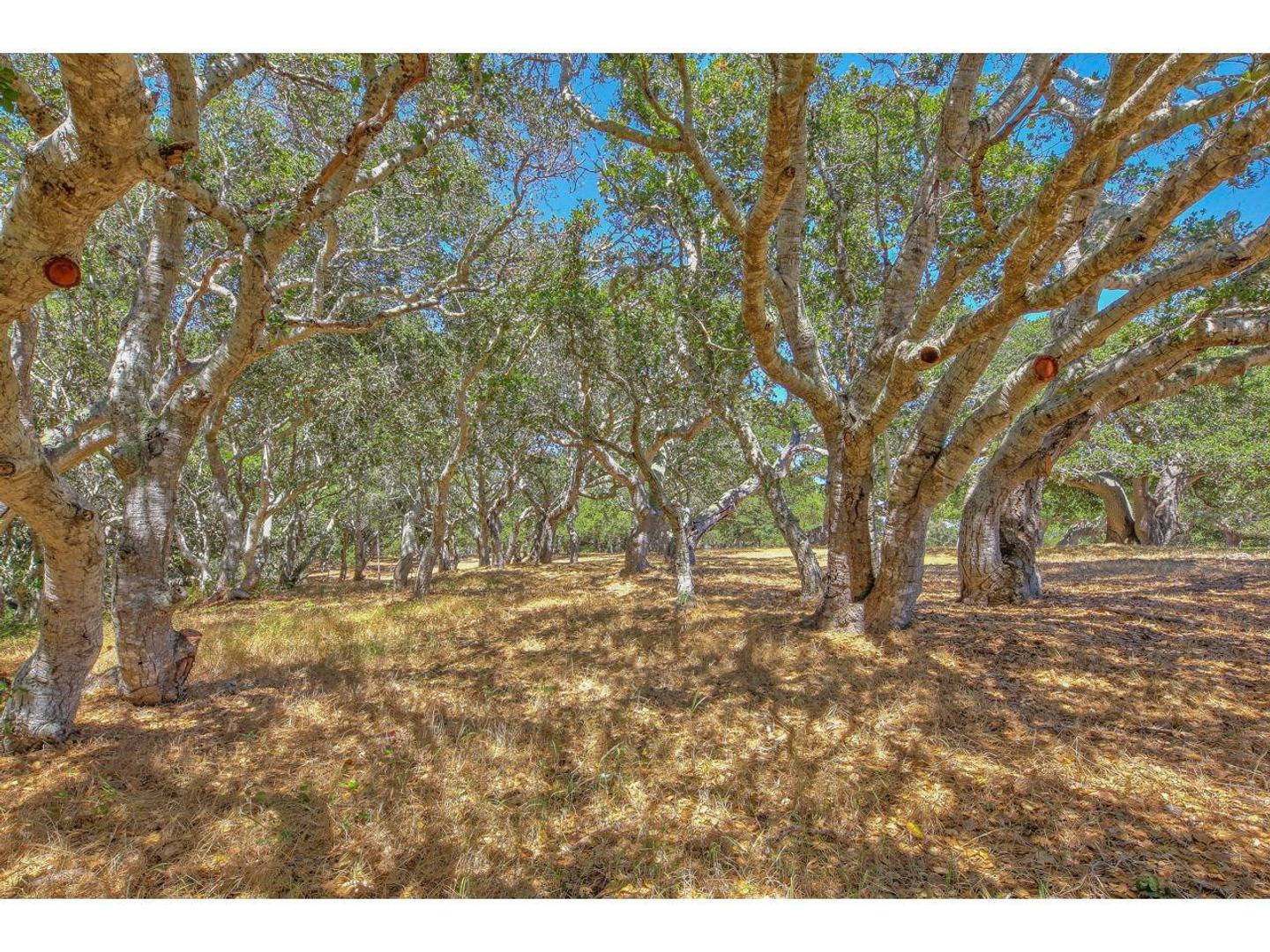 25600 Via Malpaso ( Lot 84) photo #18