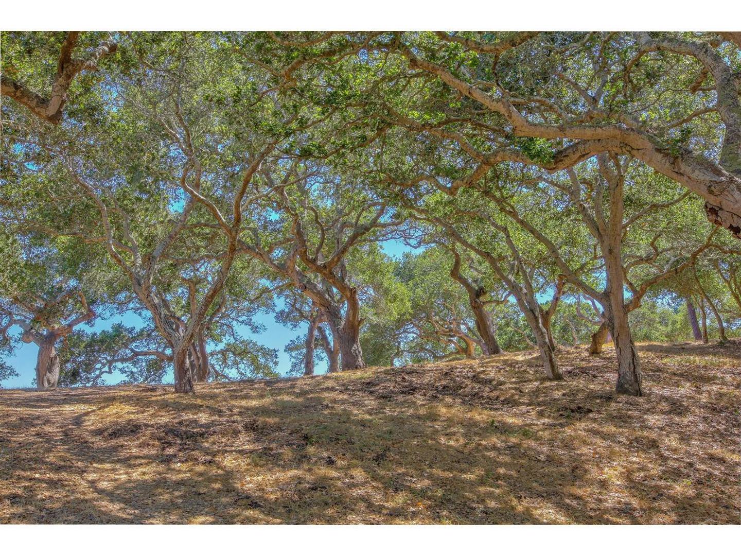 25600 Via Malpaso ( Lot 84) photo #26