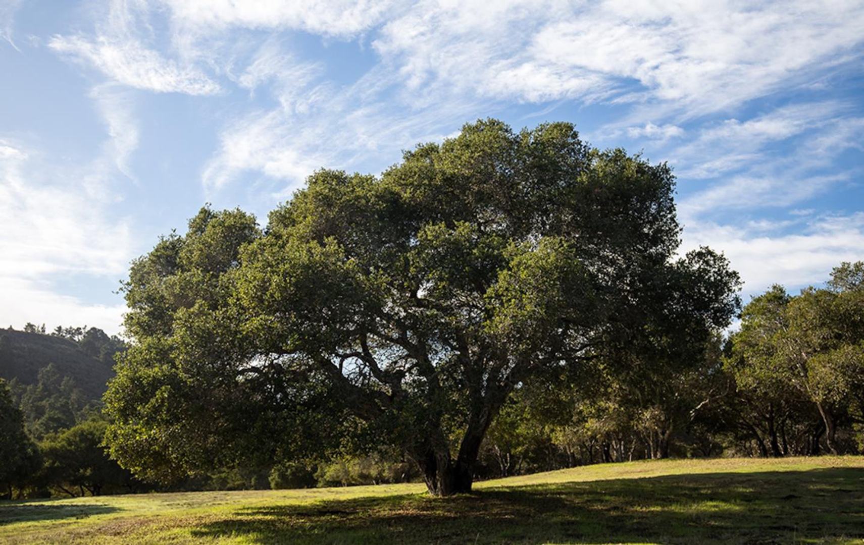 24 Tehama (Lot 10) photo #1