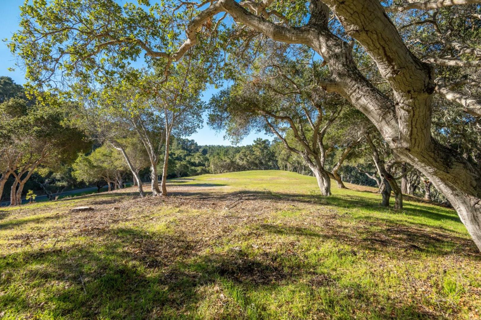 7745 Paseo Venado (Lot 83) photo #6