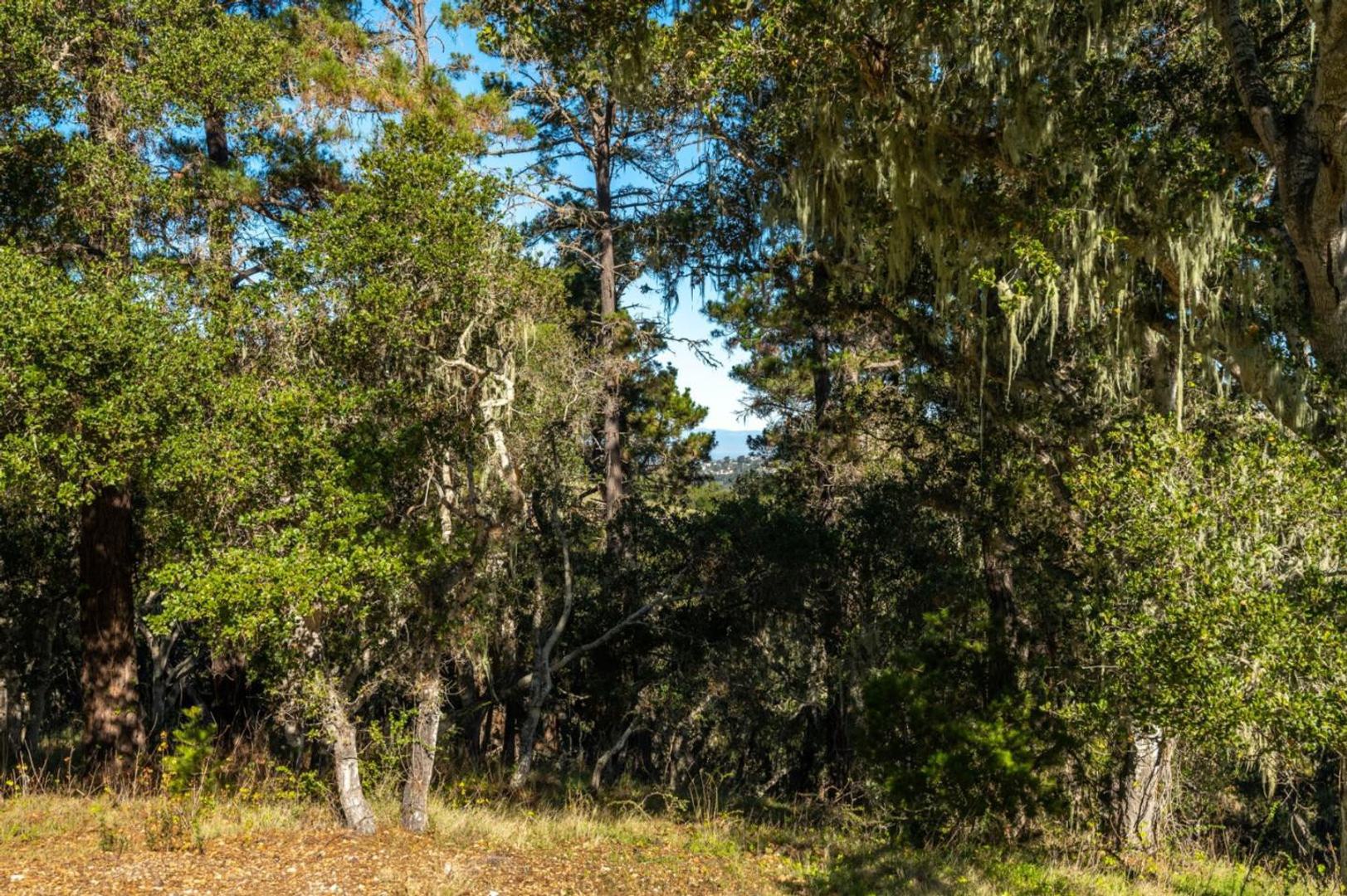 7755 Paseo Venado (Lot 84) photo #7
