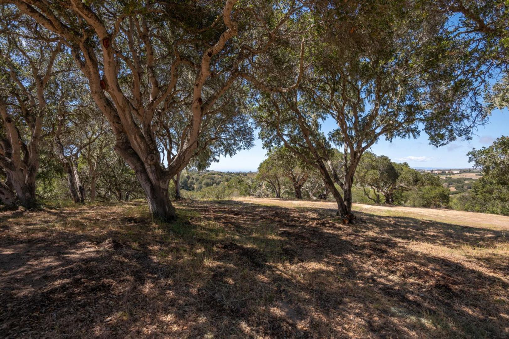 8160 Manjares (Lot 136) photo #2