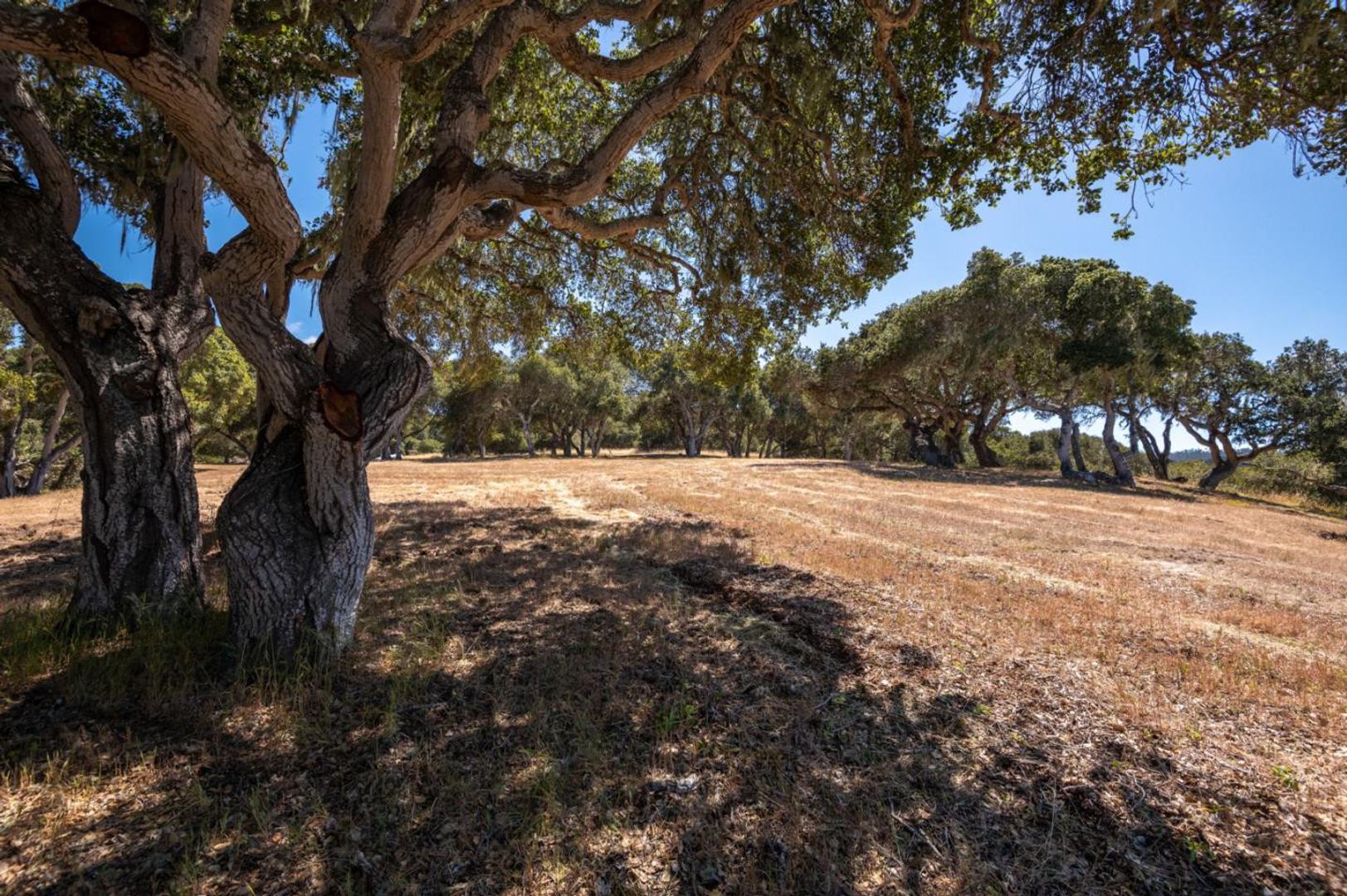 8160 Manjares (Lot 136) photo #6