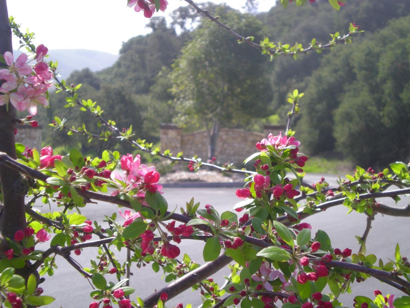 8130 Manjares (Lot 126) photo #7