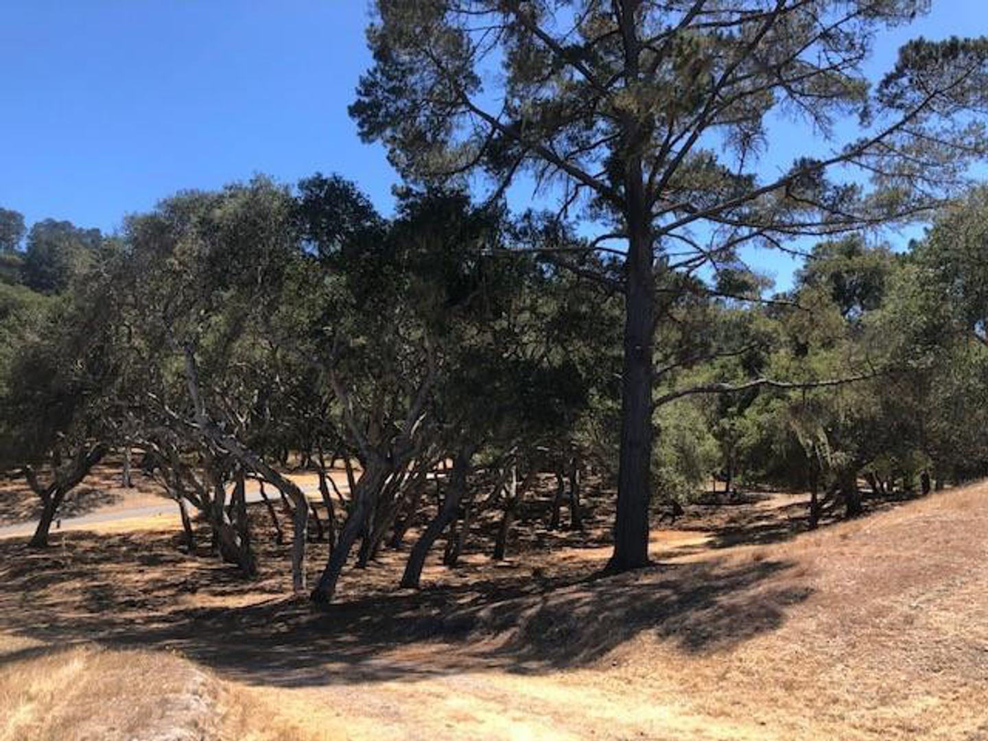 7735 Paseo Venado (Lot 82) photo #4