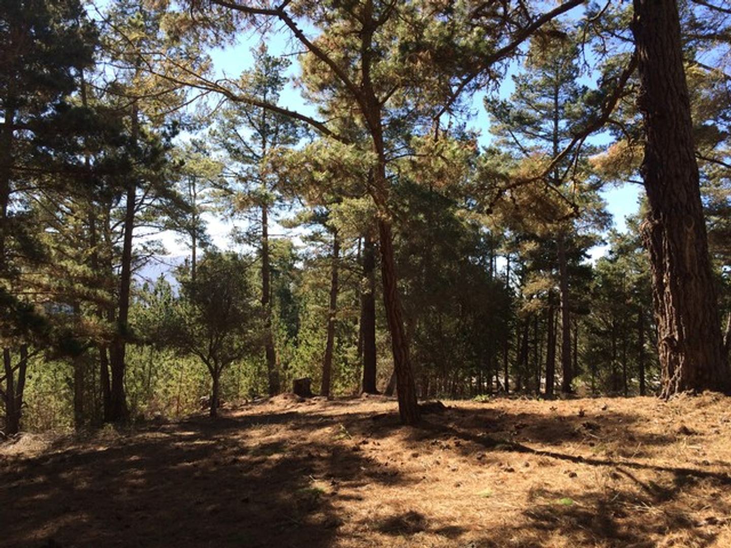 7 Acres - 3940 Via Mar Monte photo #4