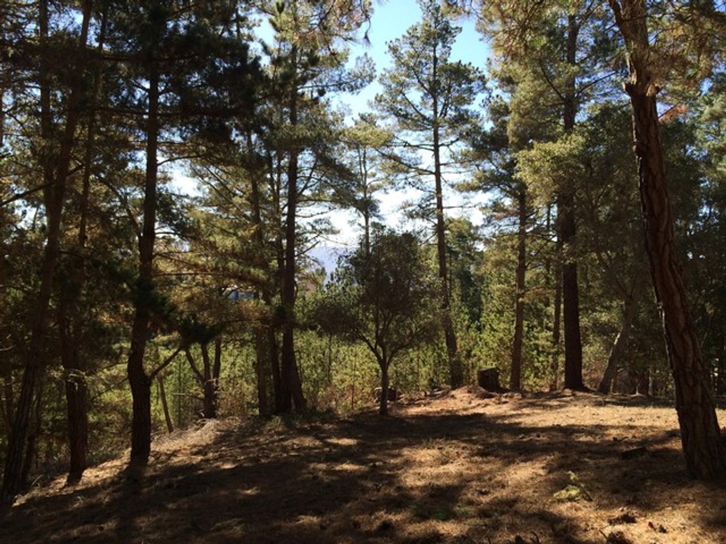 7 Acres - 3940 Via Mar Monte photo #6