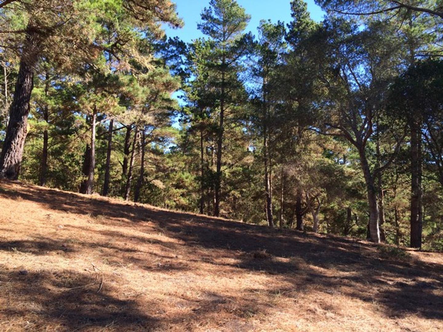 7 Acres - 3940 Via Mar Monte photo #7