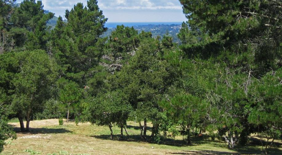 12 Alta Madera