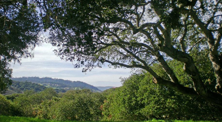 8345 Vista Monterra (Lot 151)