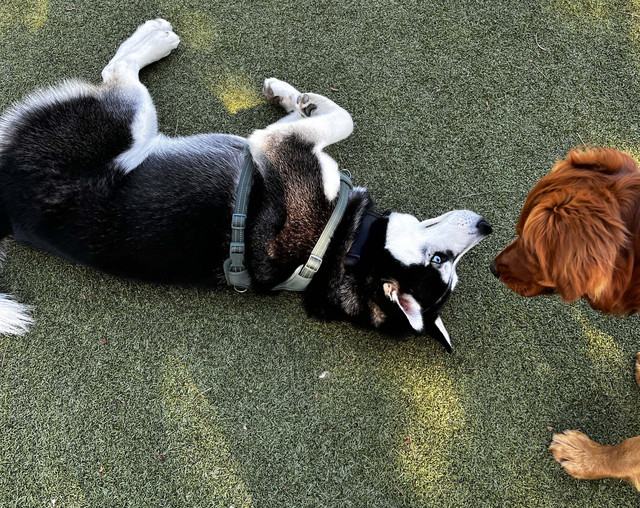 Image about Furry Friends & Owners at YPN 'Bark In the Park'