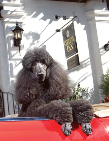 Poodle Day