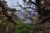Point Lobos State Natural Reserve - Photo 4 (Thumbnail)