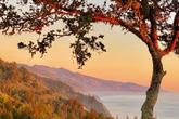 Nepenthe - Photo 4 (Thumbnail)