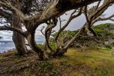 Point Lobos - Photo 4 (Thumbnail)