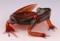 Quantum Glass Transparent Frogs