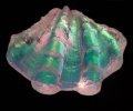 Fluted Clam  Wonder Dichroic Shell CURRENTLY UNAVAILABLE