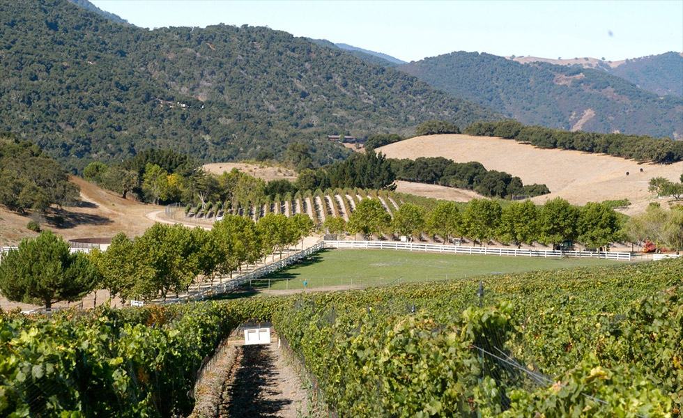 Image of Silvestri Vineyards in Carmel Valley