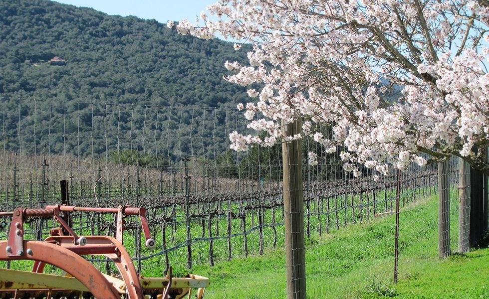 Image of vineyard, grapes and trees