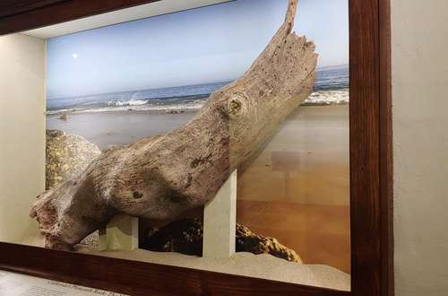 Image of Vizcaino Serra Oak