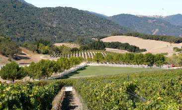 Image about The Silvestri Vineyard in Carmel Valley