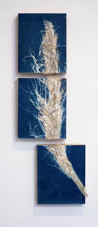 Deconstructing Nature Triptych (seed Pod), 2024