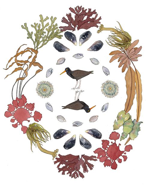 Oystercatchers in the Tidepools, 2023