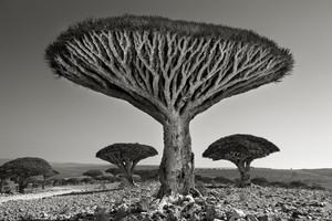 Beth Moon: Selected Works