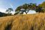 33 Rancho San Carlos Road - SOLD (Image 4)