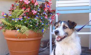 Image about We love dogs at Ocean View Lodge!