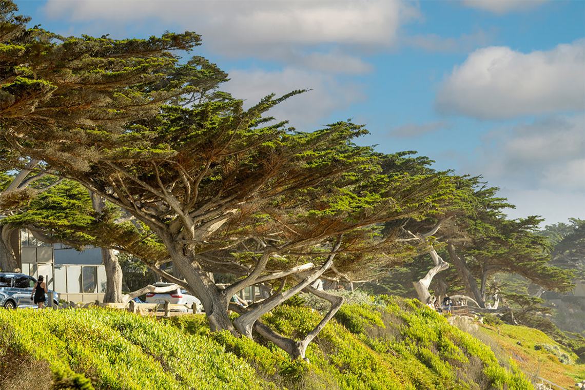 Image of shoreline in Carmel-by-the-Sea, CA