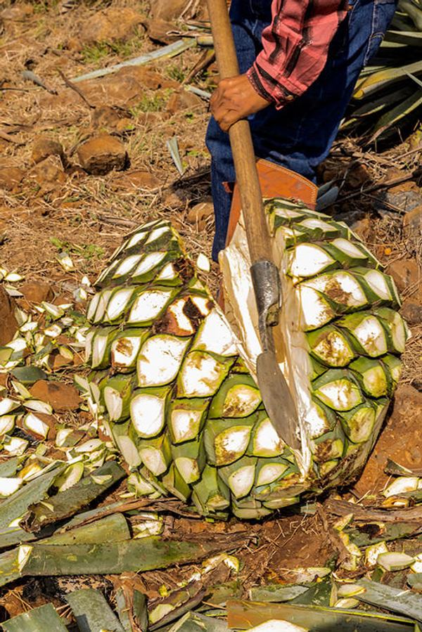Enter the World of Mezcal