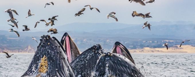 Bay of Life: From Wind to Whales