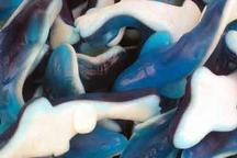 Gummy Blueberry Sharks